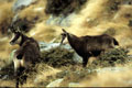 <center>
La végétation aux ambiances d'automne <br>souligne
la beauté du pelage en cette saison. chamois mère et jeune alpes grand paradis 